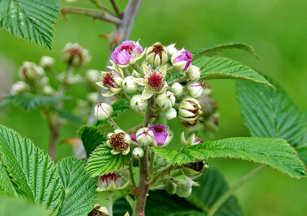 A cluster of Rubus niveus flowers with pink petals, red filaments and cream-color sepals on top of a thorny stem