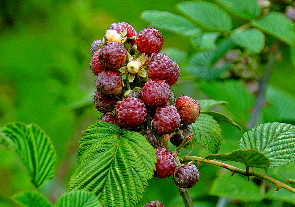 A reddish cluster of Rubus niveus fruit