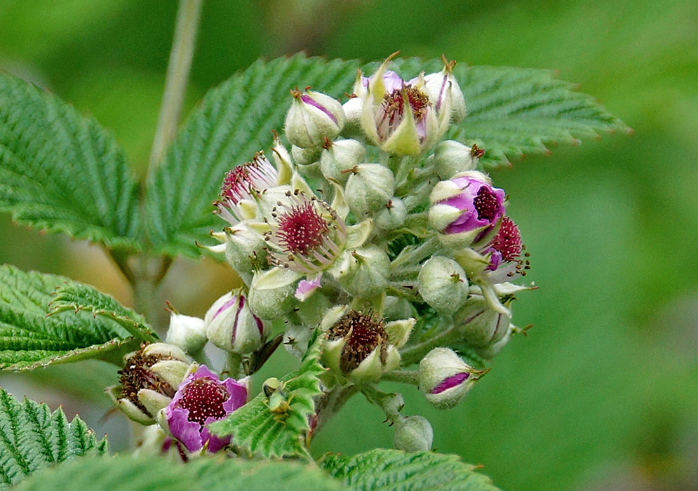 A cluster of Rubus niveus flowers with pink petals, red filaments and cream-color sepals