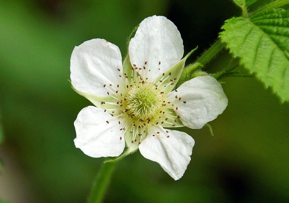 A white Rubus rosifolius flower with a cream-green center