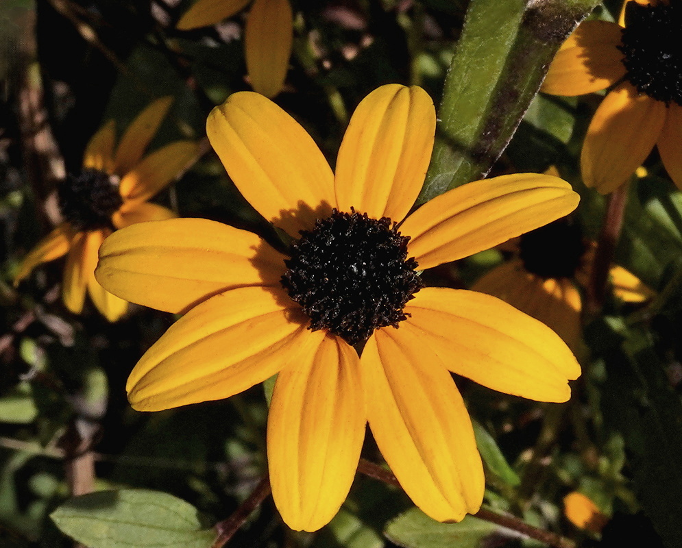 Rudbeckia fulgida golden yellow flower head with a raised dark brown disk above green leaves
