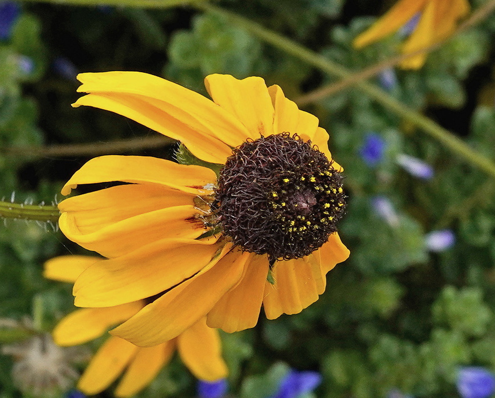 Rudbeckia hirta bright yellow flower with a dark raised center above hairy green foliage