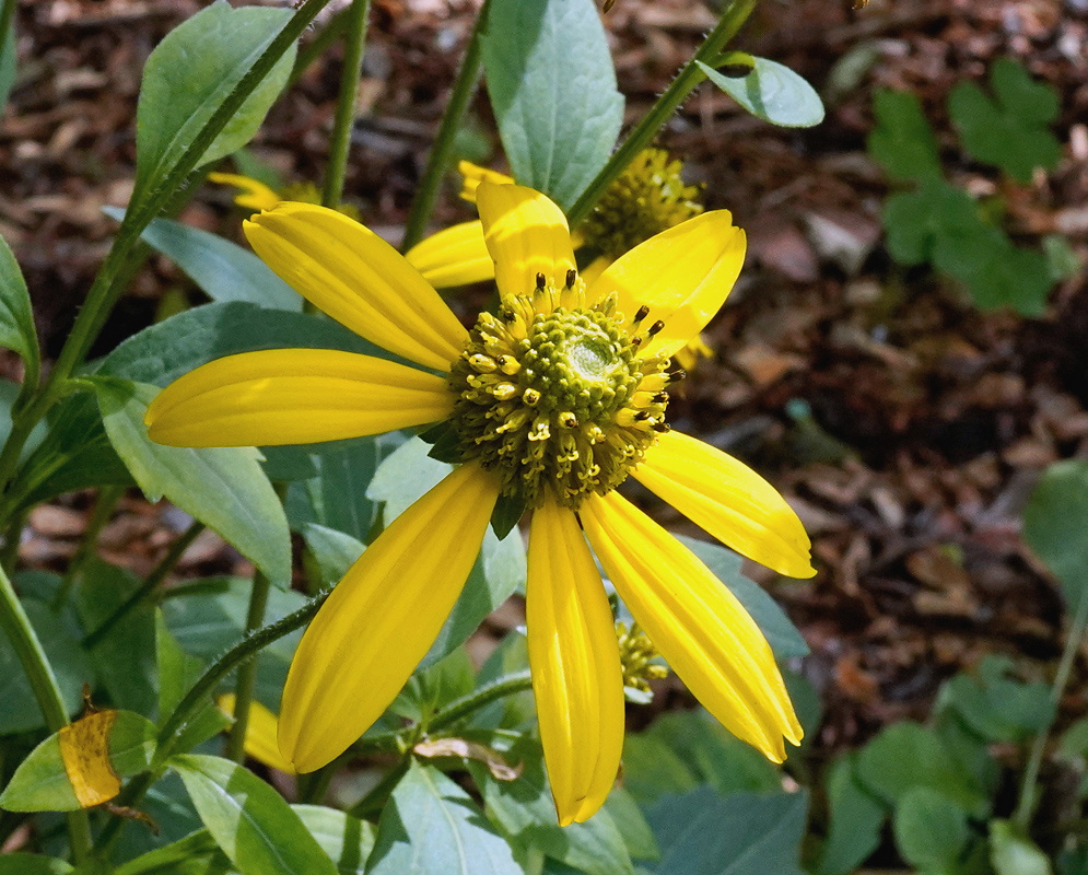 Rudbeckia laciniata yellow flower with drooping petals around an elongated green central disk