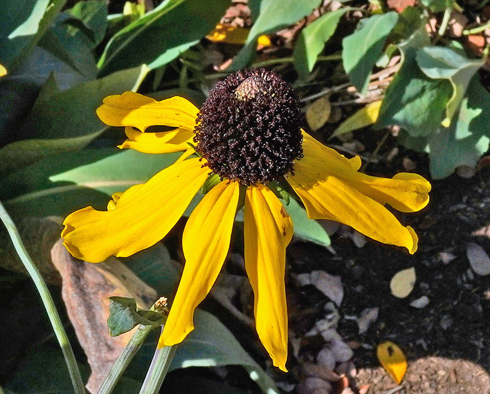 Rudbeckia maxima yellow drooping petals surrounding a tall pale gray central cone