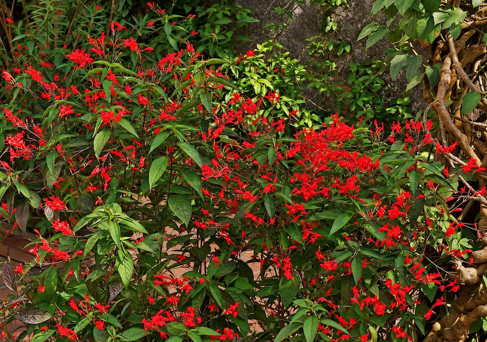 Numerous narrow bright red flowers labeled Ruellia amoena cover a leafy branching shrub