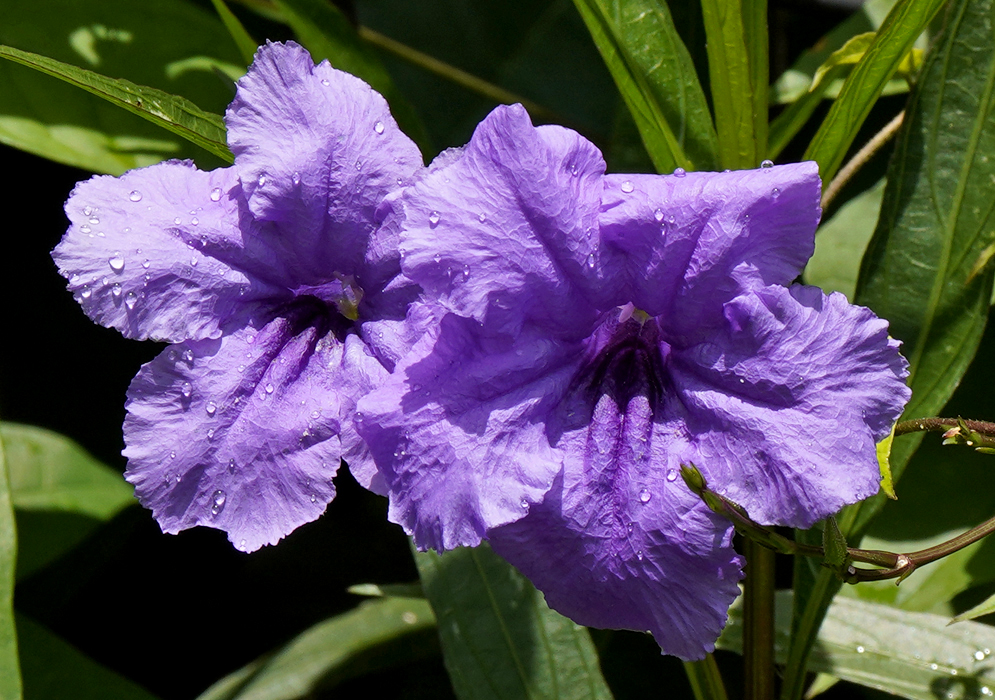 A bedding of Ruellia brittoniana plants with purple flowers in shade