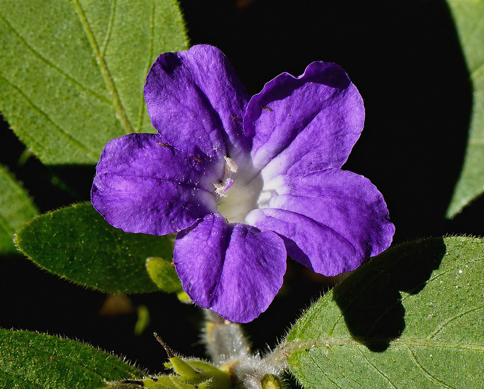 Ruellia caroliniensis violet funnel-shaped flower with five rounded lobes and a pale throat
