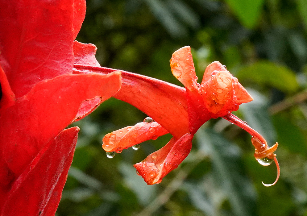 Close-up of a bright orange Ruellia chartacea flower with curled petals covered in rain droplets emerging from red bracts