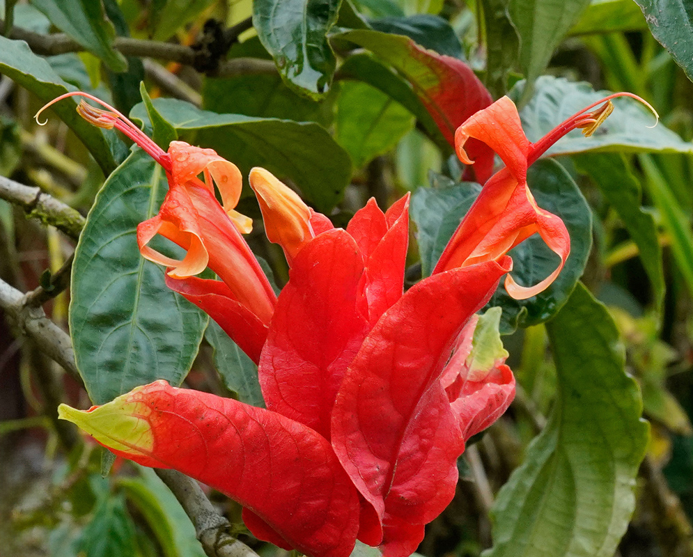 Cluster of Ruellia chartacea flowers showing red bracts and bright orange tubular blooms against leafy green foliage
