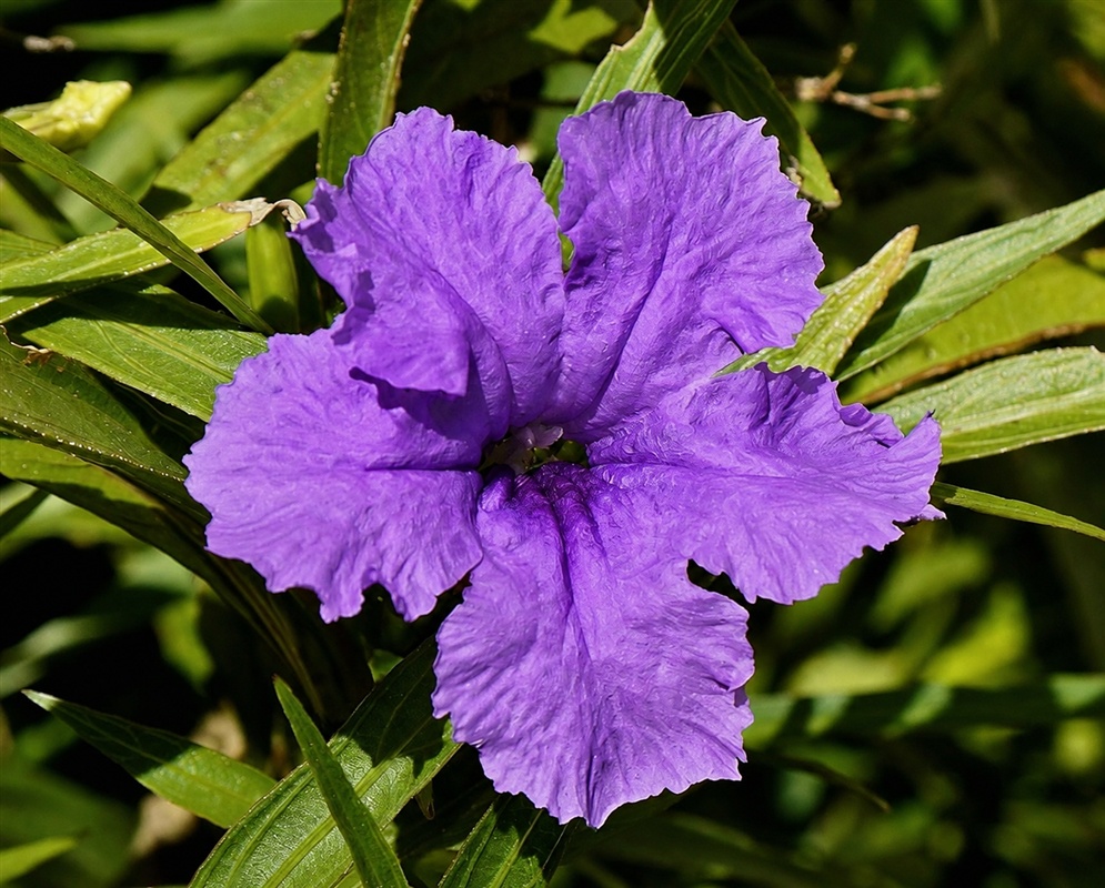 Ruellia simplex Dwarf Katie large purple funnel-shaped flower above narrow green leaves