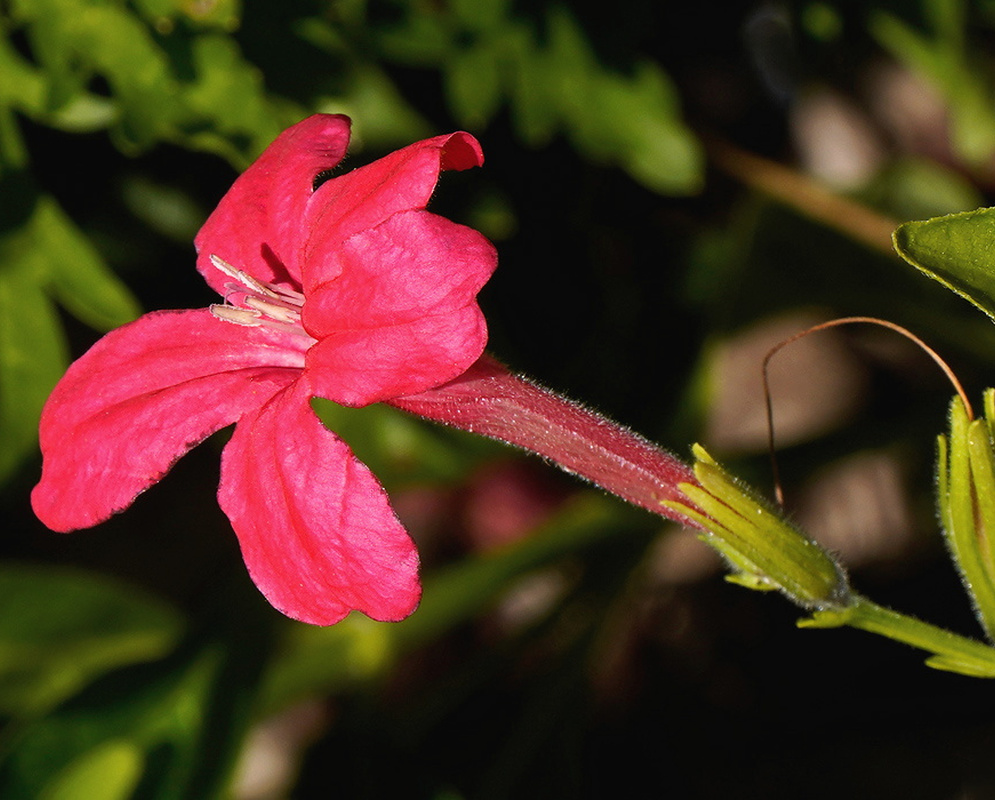 Ruellia elegans vivid scarlet five lobed funnel flower among narrow green leaves