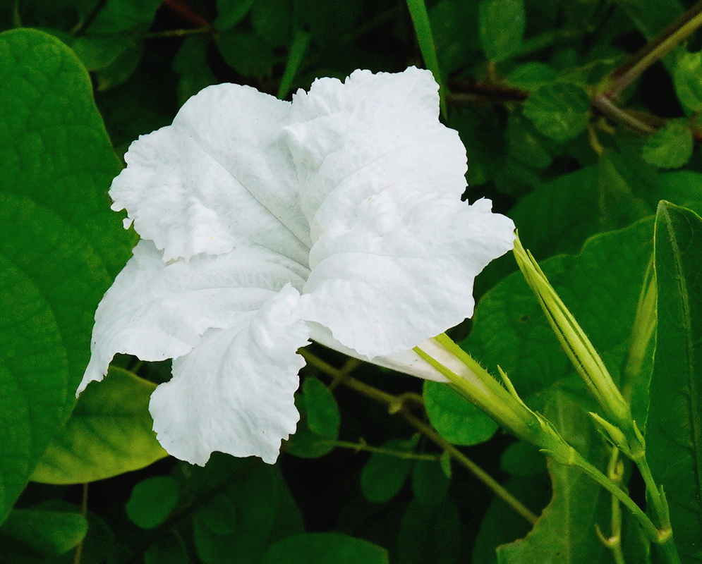 Ruellia leucantha pale tubular five lobed flower among softly textured green leaves