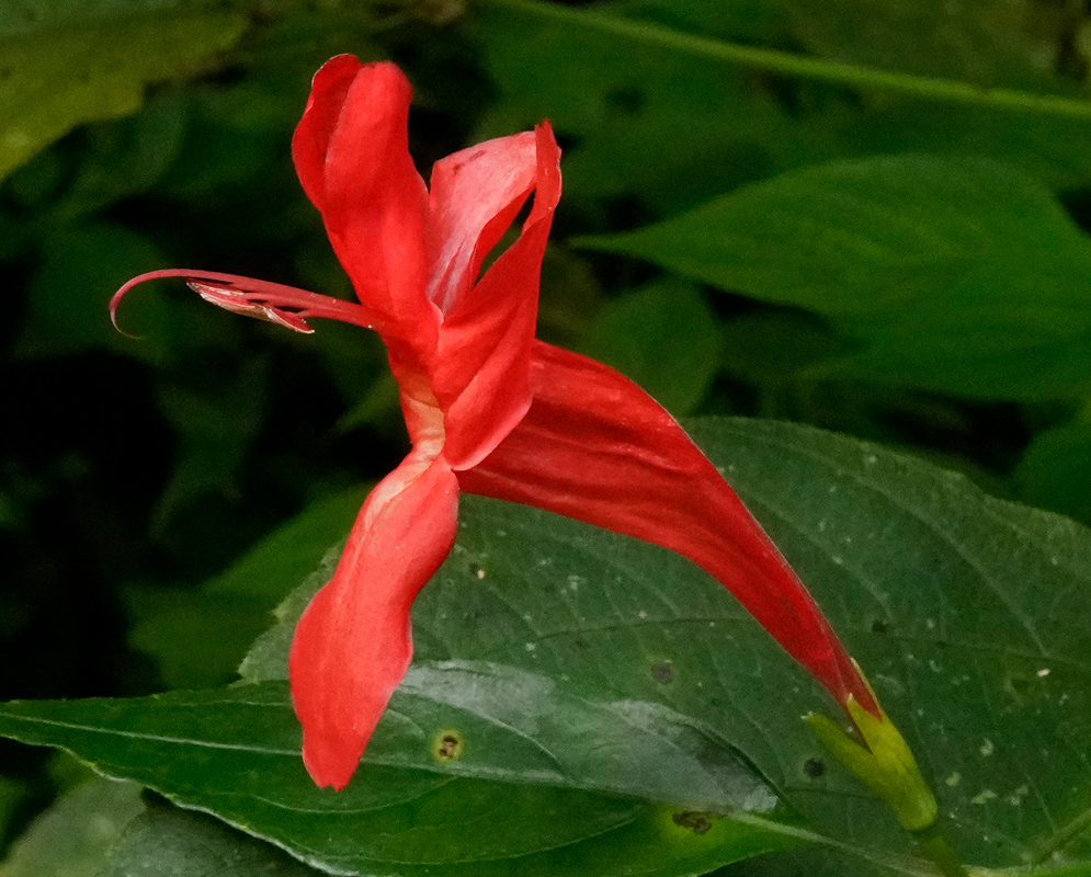 Close-up of a red Ruellia macrophylla flower with narrow petals and a long floral tube, blooming against broad green leaves