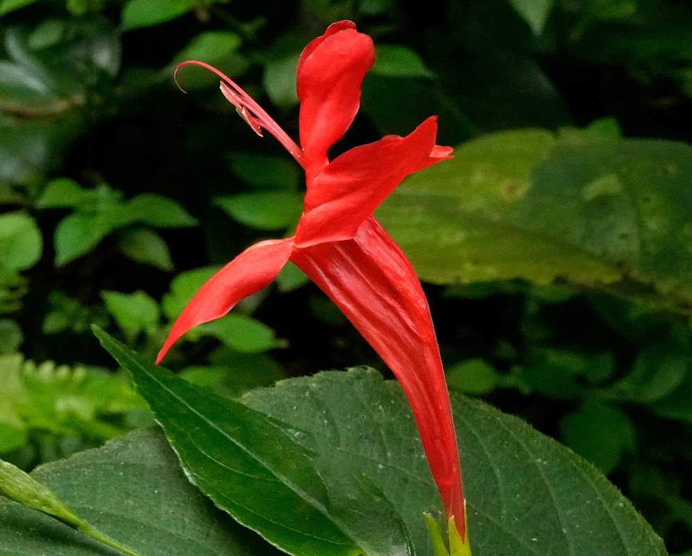 A vibrant Ruellia macrophylla flower with red petals and a curved stigma extending beyond the bloom, growing among dense foliage