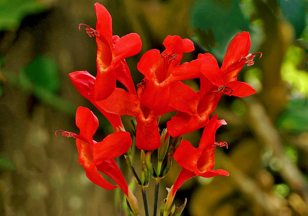 A Ruellia macrophylla inflorescence with scarlet flowers with yellow marking on the bottom opening of the flower throat