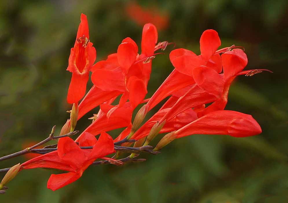 A Ruellia macrophylla inflorescence with scarlet flowers 