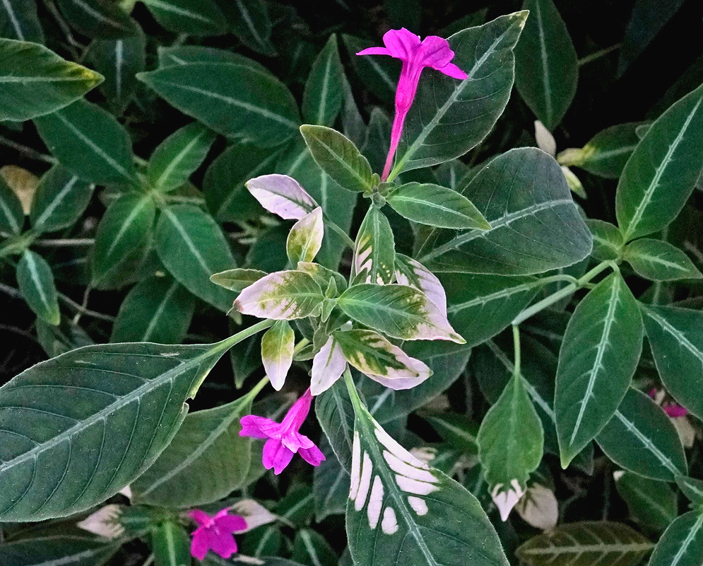 Ruellia makoyana pink purple trumpet flower above patterned dark green and silver leaves