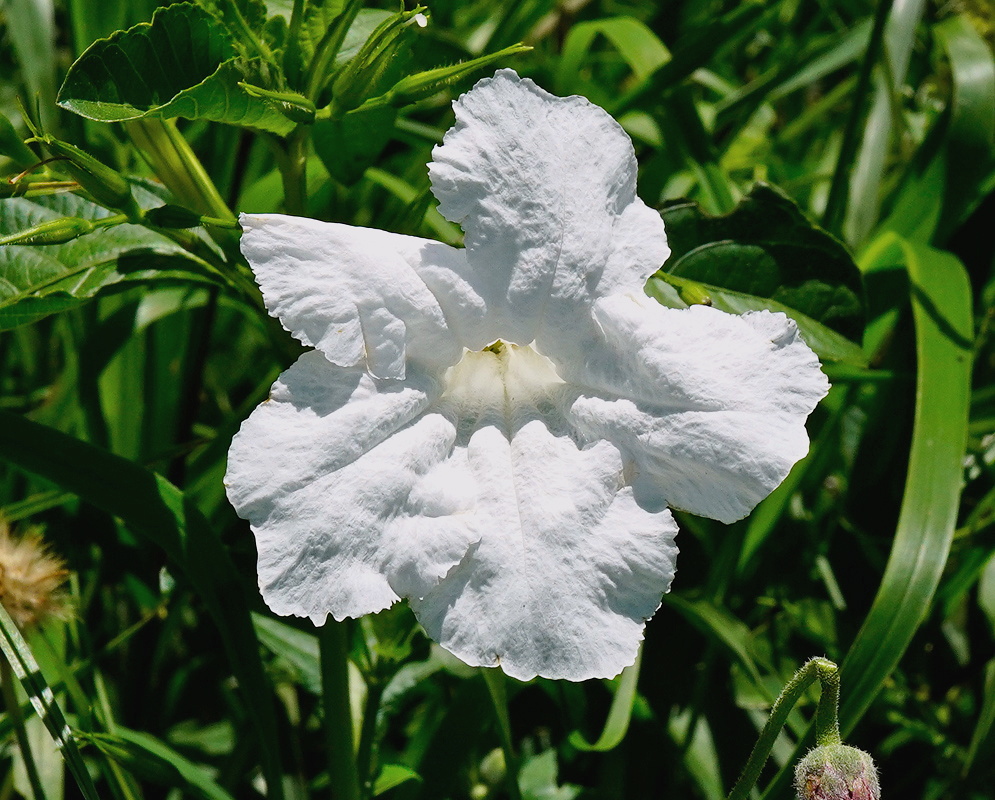 Ruellia metziae pale lavender funnel flower with five rounded lobes above green leaves