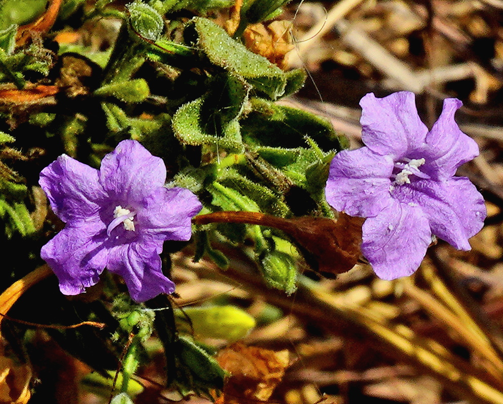 Ruellia paniculata blue violet funnel flowers in a loose cluster above opposite green leaves
