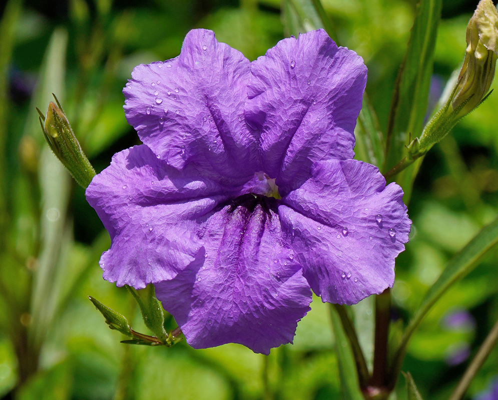 Ruellia simplex Purple Flower Close-up of a purple ruellia simplex flower with raindrops on its crinkled petals and a dark throat.
