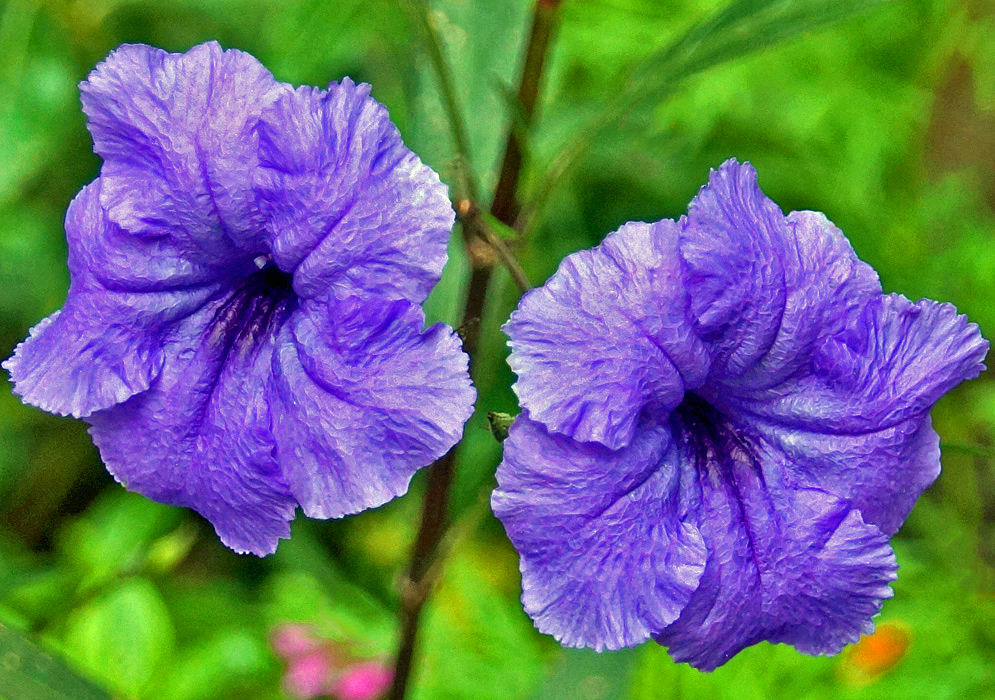 Two purple Ruellia simplex flowers