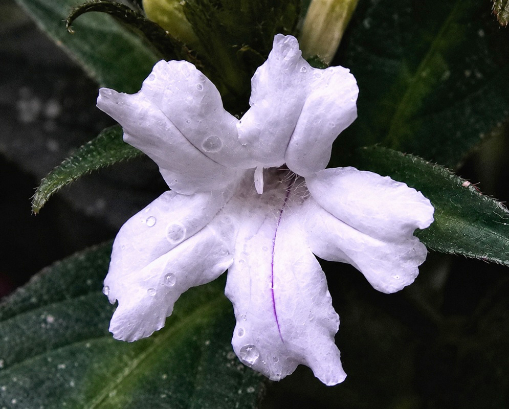 Ruellia terminalis pale lavender funnel-shaped flower marked by faint violet lines