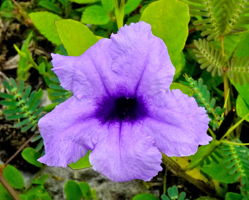 Close-up of a single Ruellia tuberosa flower showing its crinkled lavender petals and deep purple center against green foliage