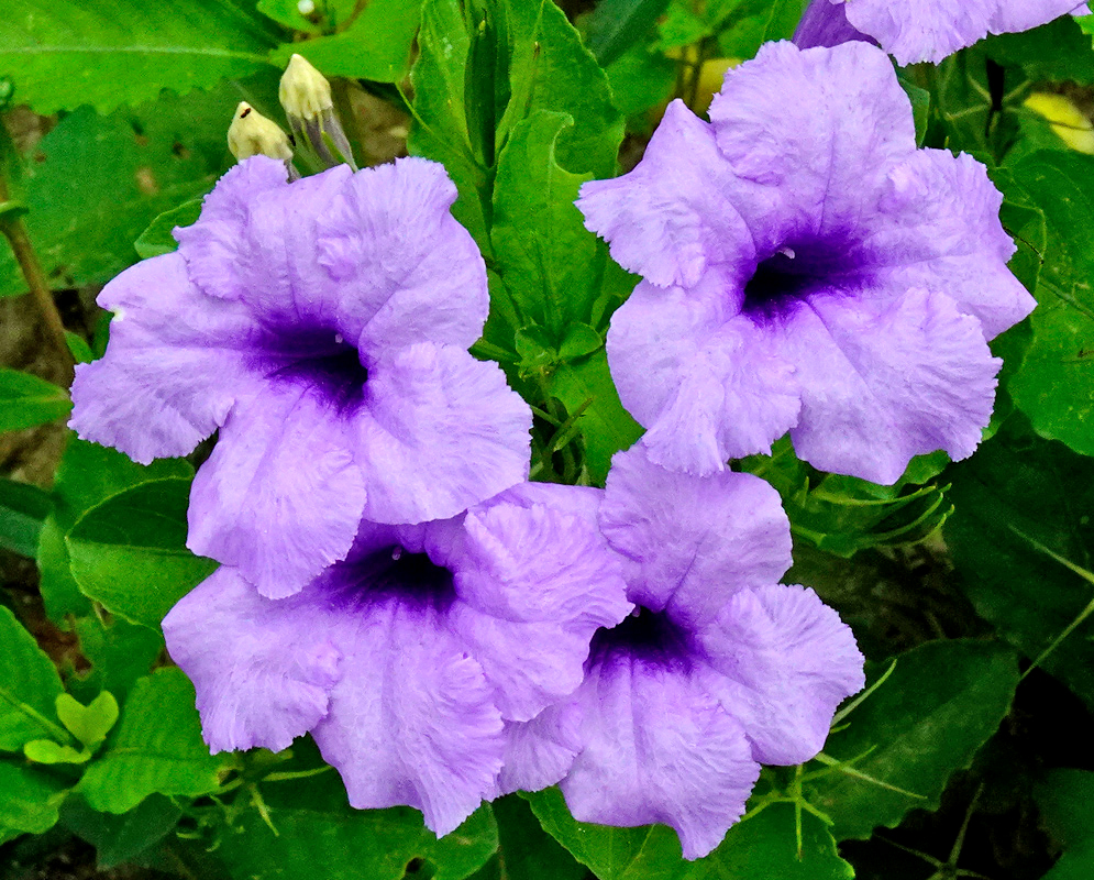 Cluster of five lavender-purple Ruellia tuberosa flowers with dark throats blooming among broad green leaves