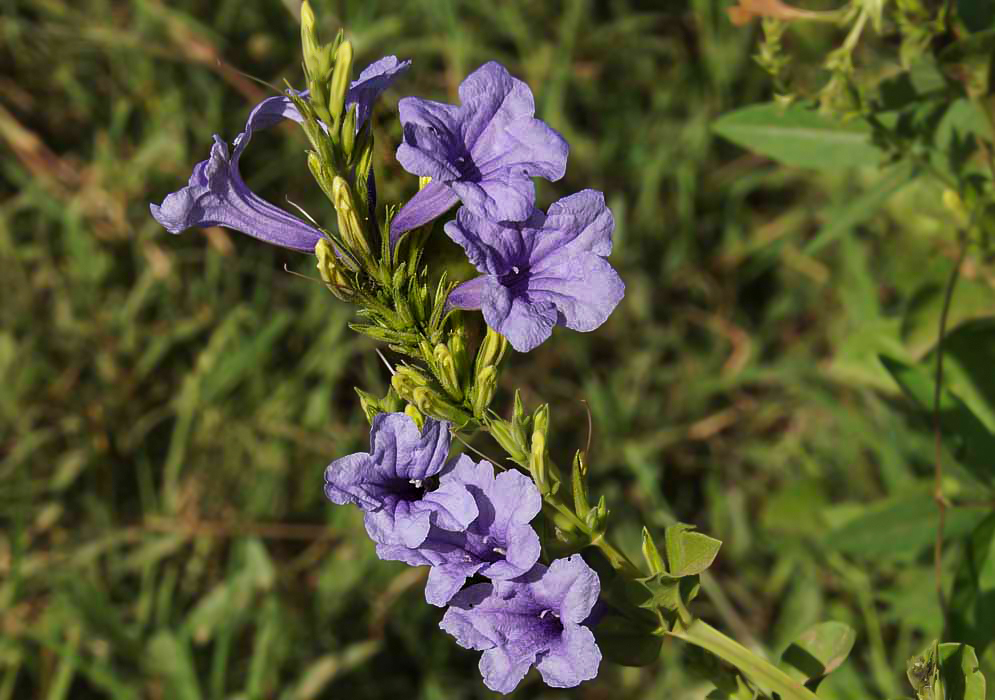 Purple Ruellia tuberosa flowers in sunlight