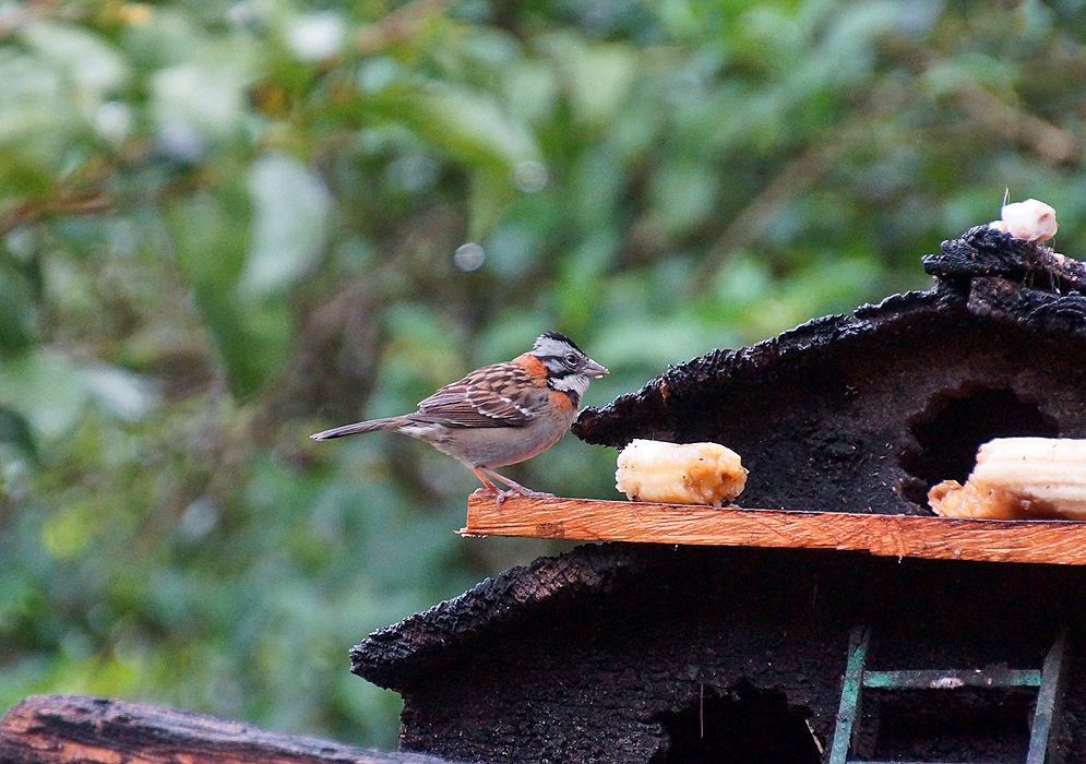 Rufous-collared Sparrow eating banana