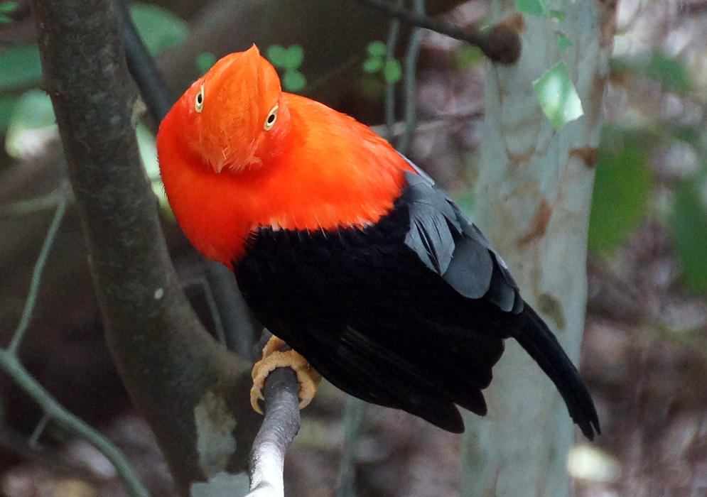 Orange top and black bottom bird