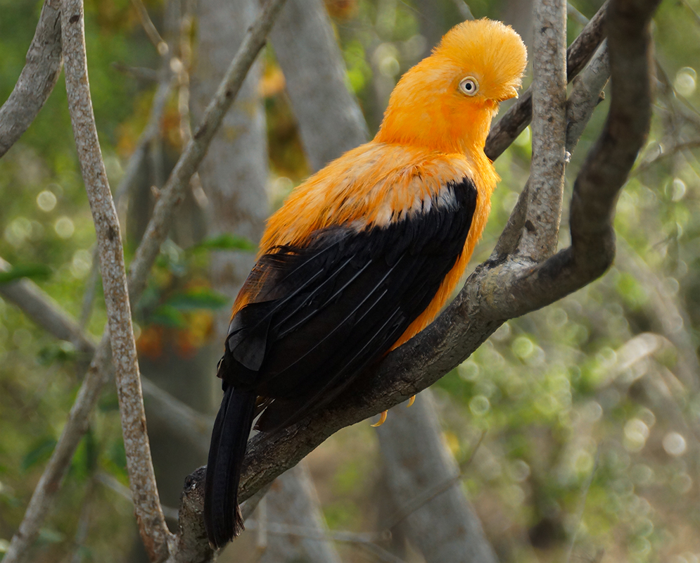 Light orange colored Rupicola with black wings