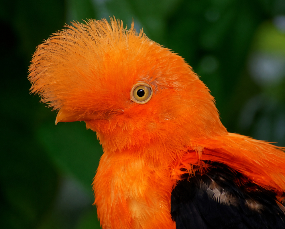 A Rupicola rupicola in a close portrait showing its facial markings and plumage