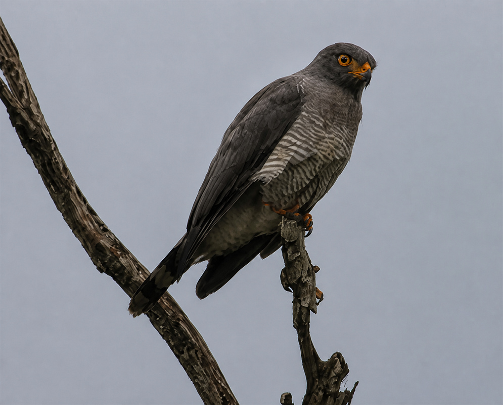 A Rupornis magnirostris perched on a gray support with its barred breast and hooked bill visible