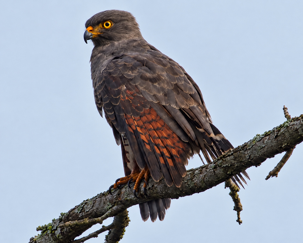 A Rupornis magnirostris perched on a gray support with its barred breast and hooked bill visible
