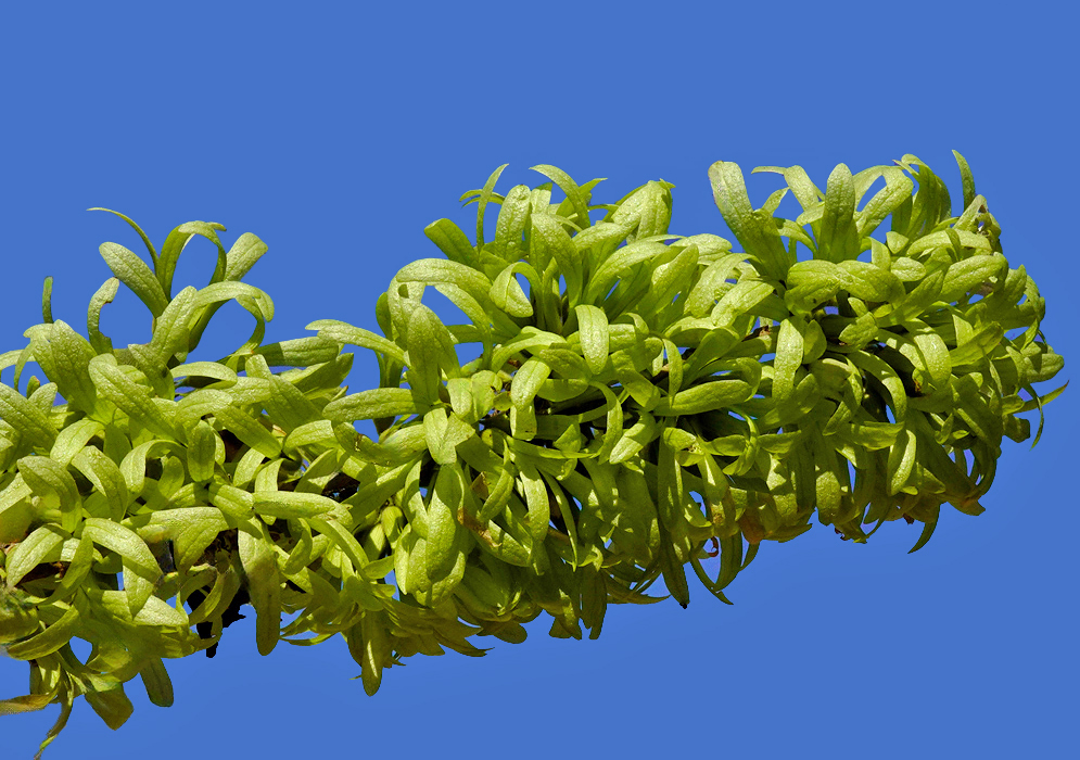 Ruprechtia costata cluster of pale papery three winged fruits hanging among simple green leaves