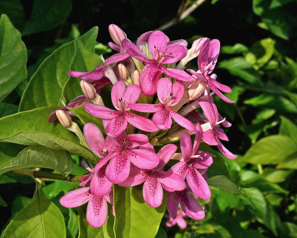 Ruspolia hypocrateriformis Ruddy Rose dense cluster of long rose red tubular flowers