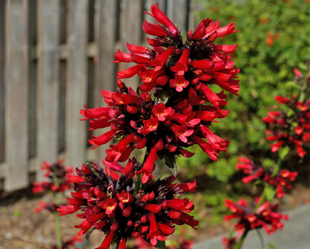Dense clusters of tubular red Russelia sarmentosa flowers blooming on upright stems in a garden setting