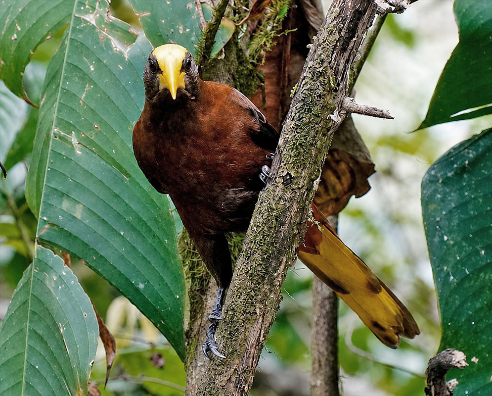 Psarocolius angustifrons Feeding A Psarocolius angustifrons feeding with its bill, head, and plumage visible