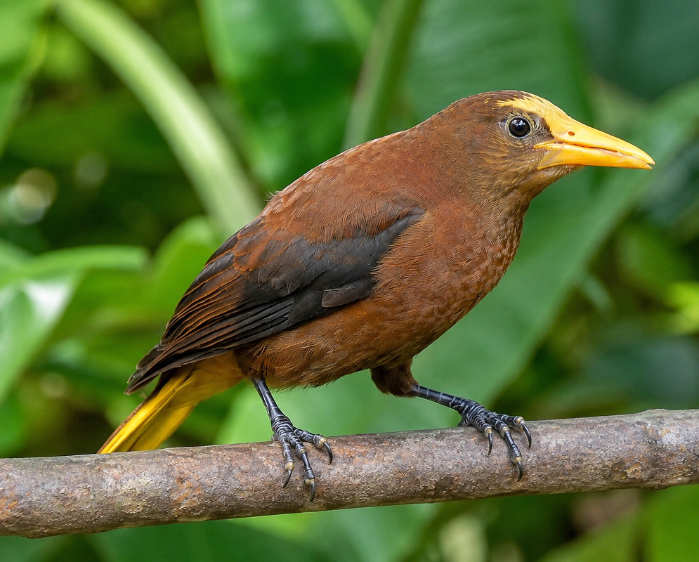 Psarocolius angustifrons Russet Backed Oropendola A Psarocolius angustifrons shown as the russet backed oropendola in a clear view with its characteristic plumage visible