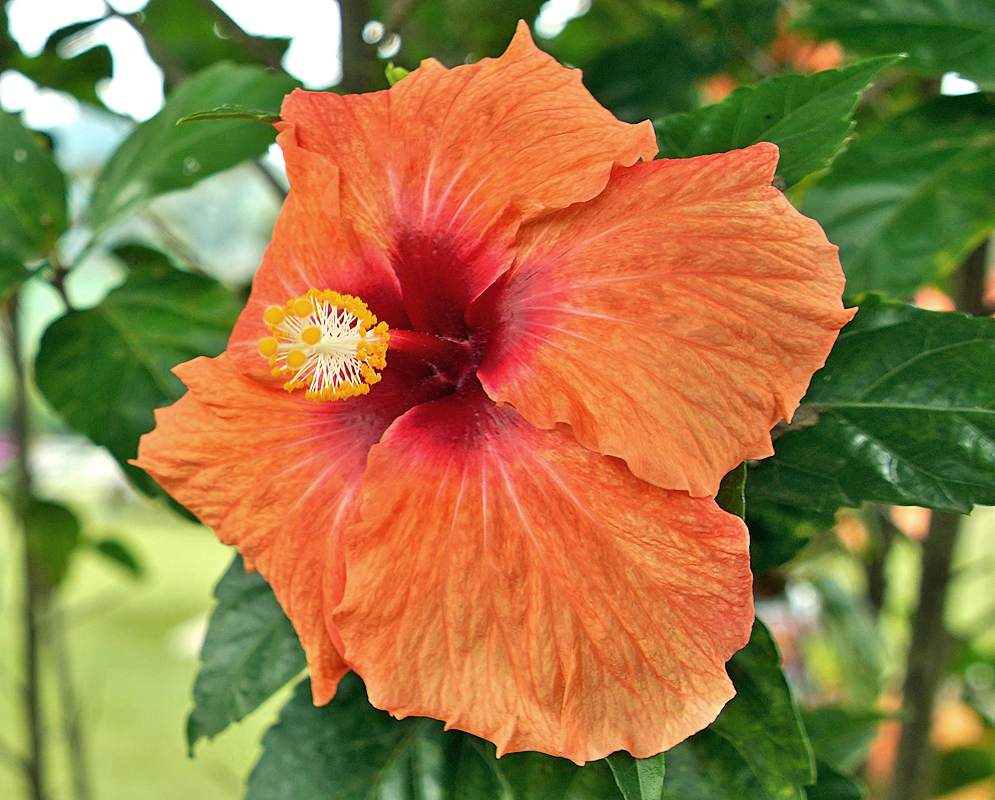 A dark orange Hibiscus rosa sinensis flower with a red center and yellow anthers and stigmas