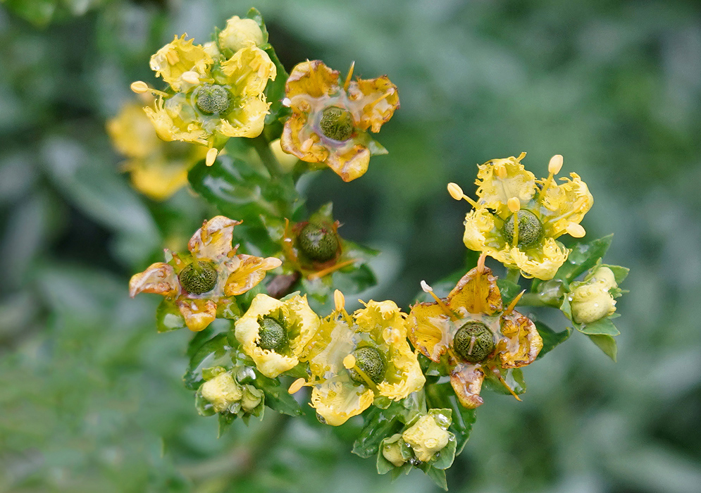 Ruta chalepensis with yellow flowers and green fruit covered in raindrop