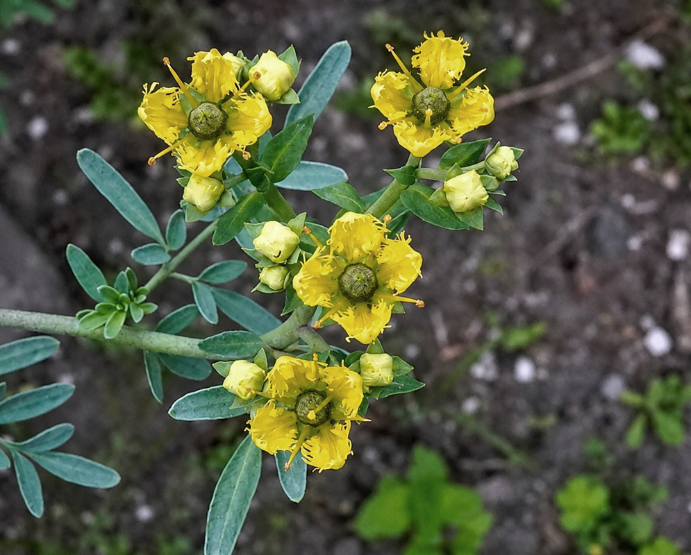 Ruta graveolens clusters of yellow fringed flowers above finely divided blue-green leaves