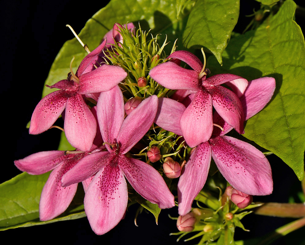 A group of Ruttyruspolia 'Phyllis Van Heerden' flowers displaying elongated pink petals with dark speckled centers