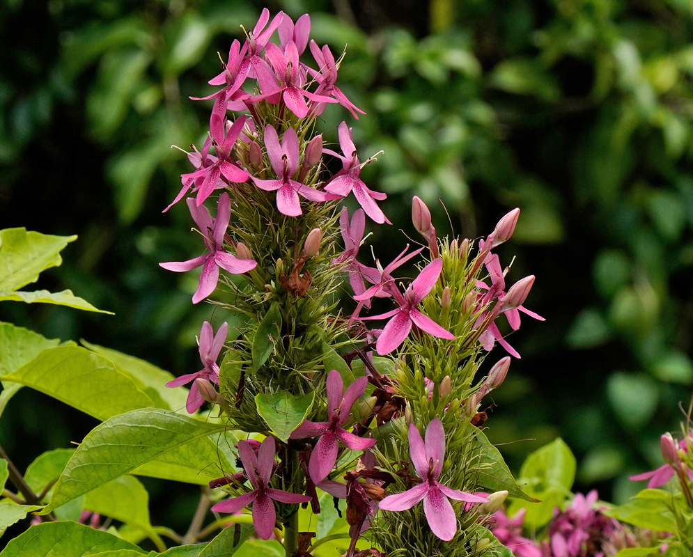 Multiple inflorescences of Ruttyruspolia 'Phyllis Van Heerden' with starry pink flowers growing among large green leaves