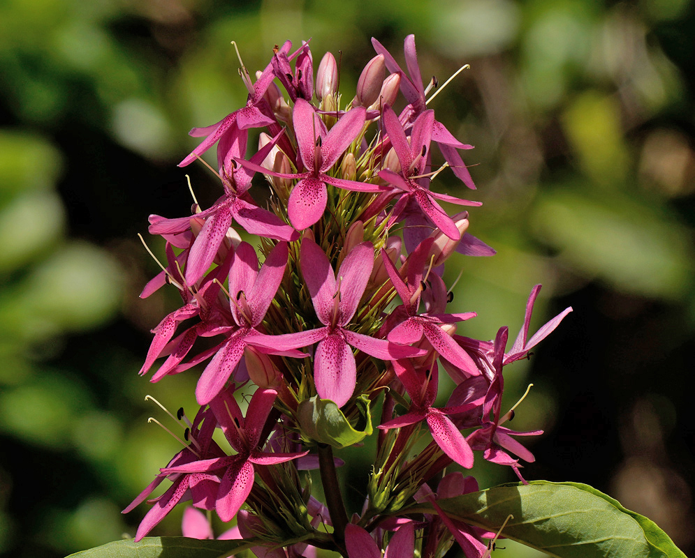all spike of Ruttyruspolia 'Phyllis Van Heerden' with numerous star-shaped pink flowers and unopened buds