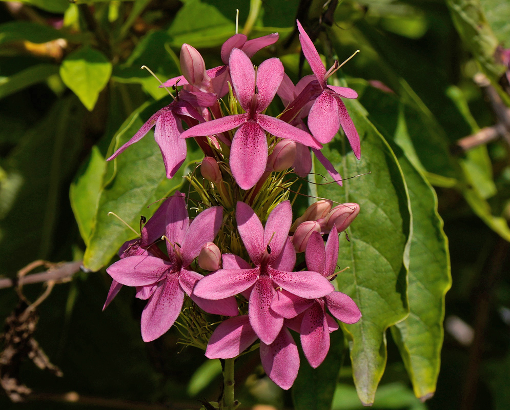 A close-up of pink Ruttyruspolia 'Phyllis Van Heerden' flowers with spotted throats, blooming in a dense floral cluster