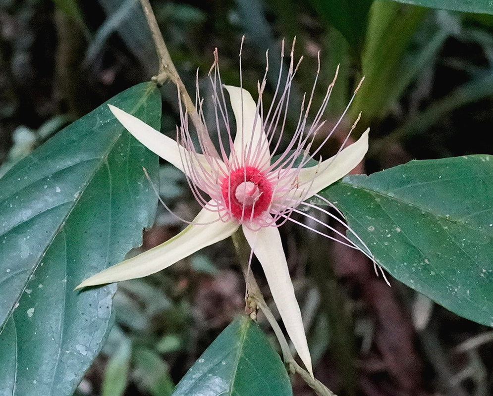 Ryania speciosa cluster of small pale flowers with many stamens among broad green leaves