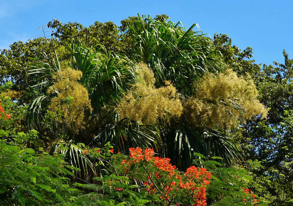 Large Sabal mauritiiformis yellow flowering inflorescences under blue skies