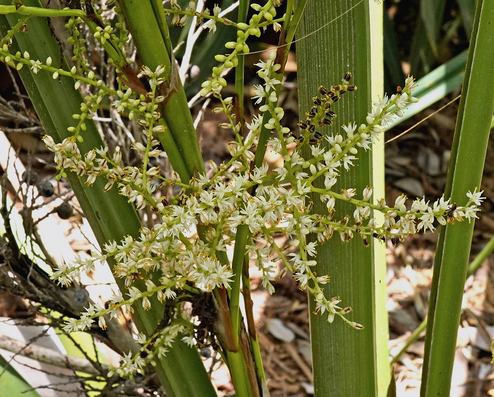 Sabal minor branched cream flower stalk rising above broad green fan palm leaves
